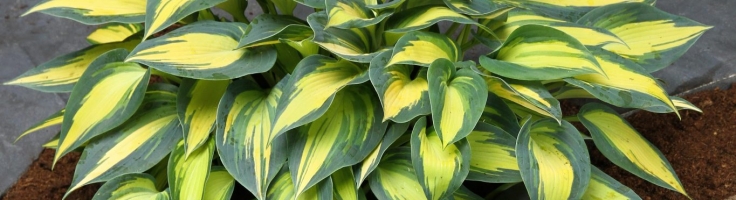 Hosta ‘Magic Island’ - Greenseasons