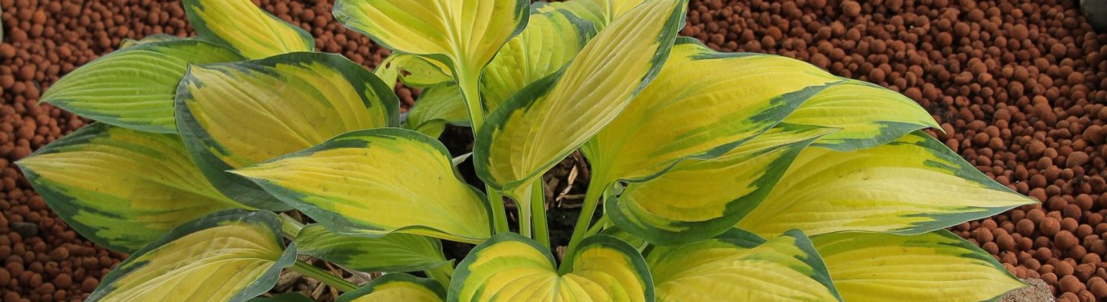 Hosta ‘Orange Marmalade’ Greenseasons