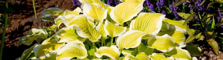 Hosta ‘Spring Morning’ - Greenseasons