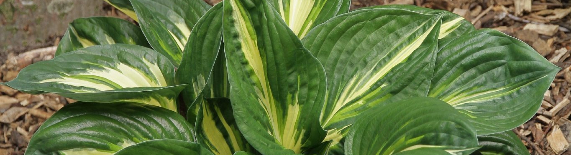 Hosta ‘Sting’ - Greenseasons