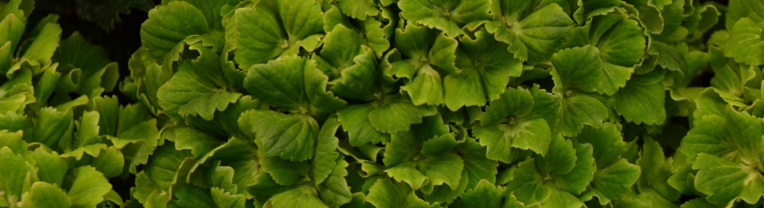 Hydrangea macrophylla ‘Magical Rhapsody’ ® - Greenseasons