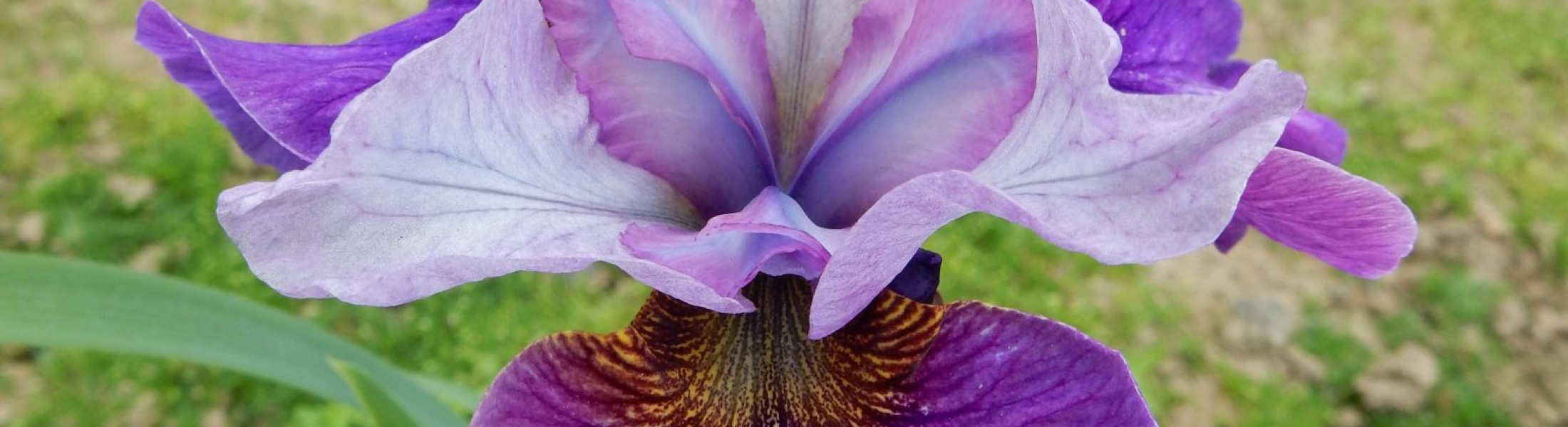 Iris sibirica ‘Light of Heart’ Greenseasons