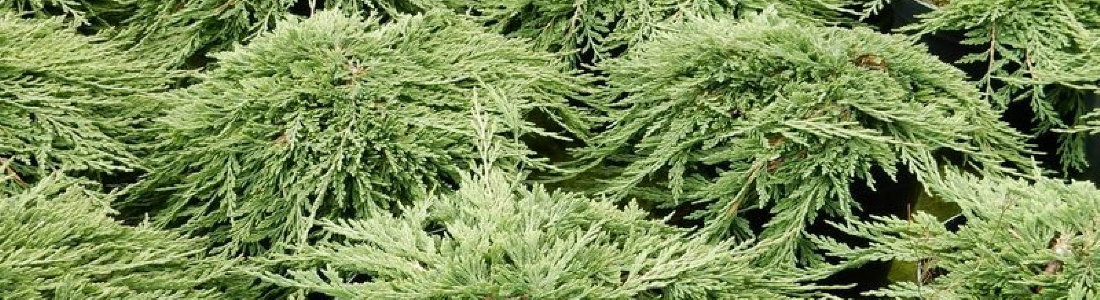 Juniperus horizontalis ‘Pancake’ ® Greenseasons