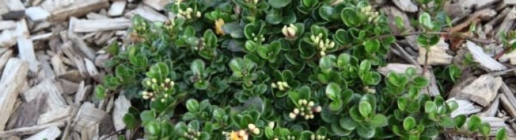Lonicera crassifolia 'Little Honey'  - Greenseasons