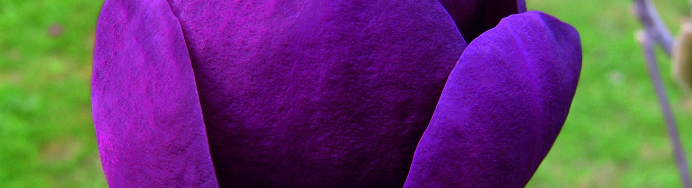 Magnolia x ‘Black Tulip’ ® - Greenseasons