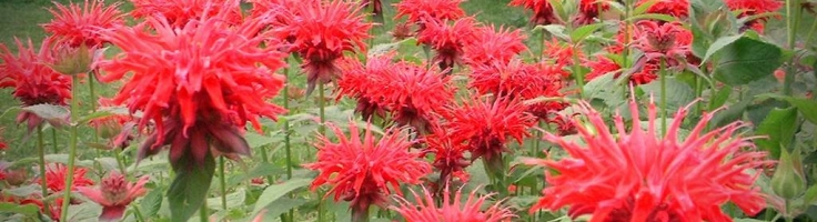 Monarda ‘Gardenvieuw Scarlet’ - Greenseasons