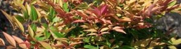 Nandina Domestica Magical Sunrise Greenseasons