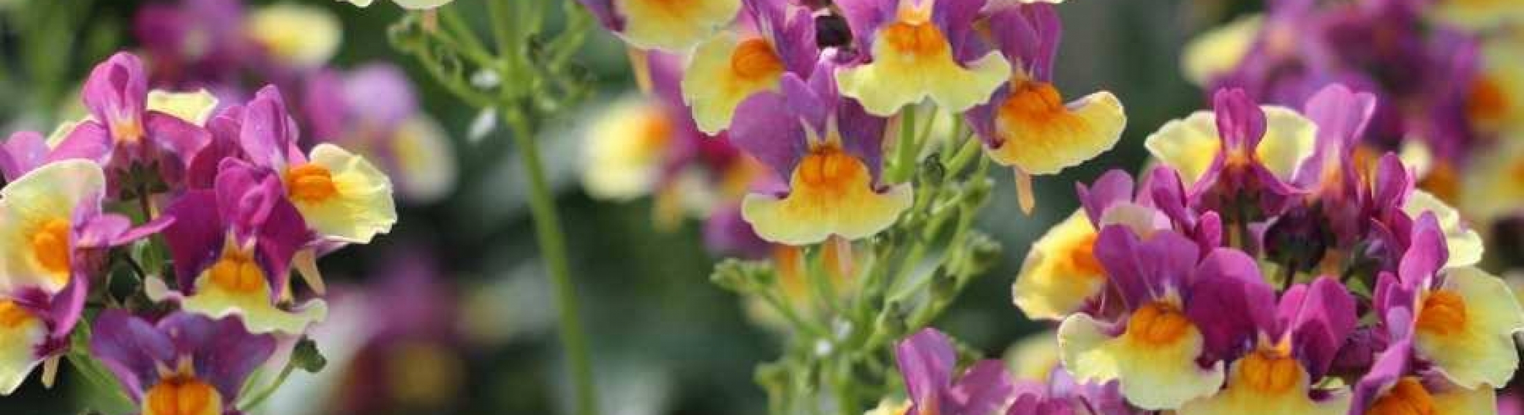 Nemesia PENHOW ®SUNGLOW™ 'Yellow Bicolor' Greenseasons