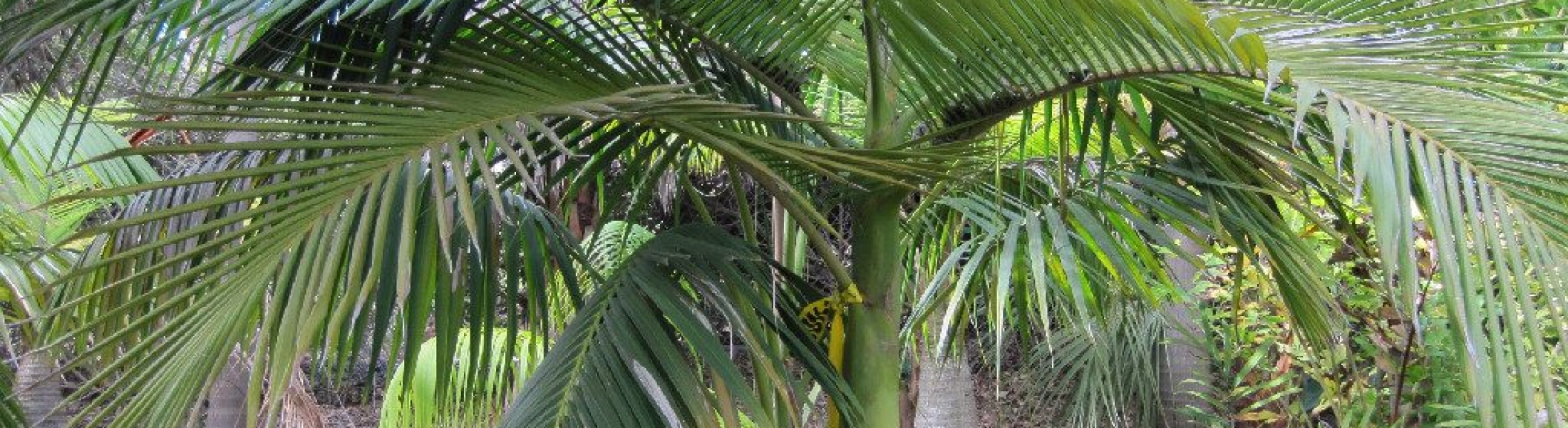 Archontophoenix cunninghamiana Greenseasons