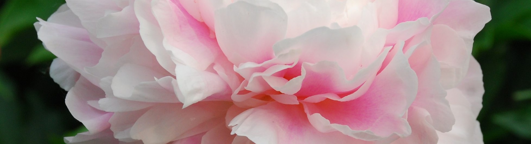 Paeonia 'Morning Kiss' ™ Greenseasons