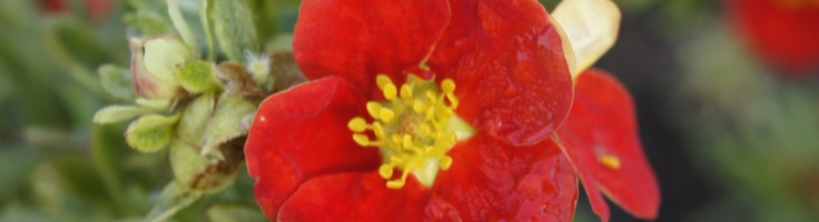 Potentilla fruticosa 'Red Lady' Greenseasons