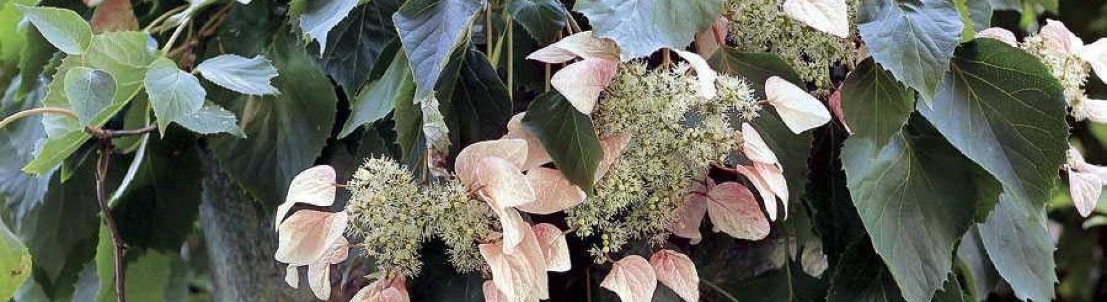 Spalthortensie 'Rose Sensation' 80-100cm - Rosa Kletternde Hortensie Im 3L Topf